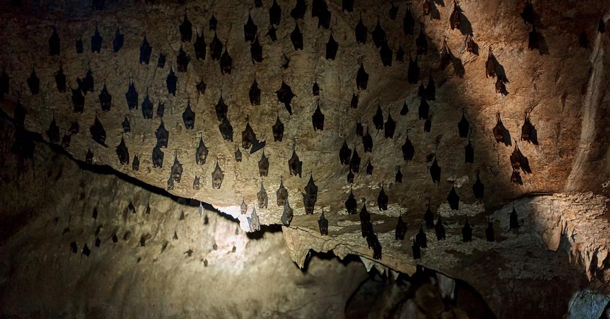 A colony of bats hibernating in a cave. 