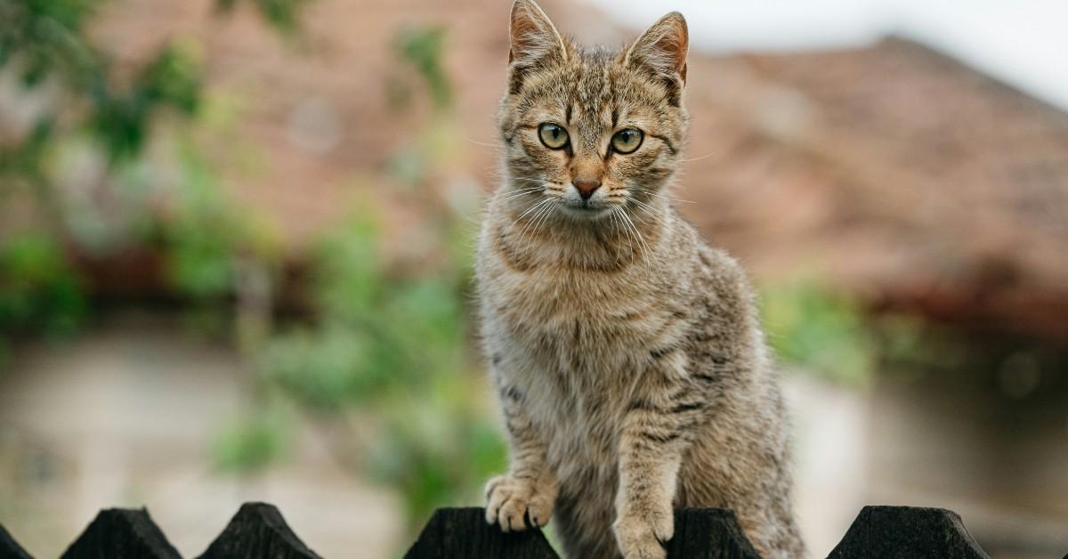 A brown tabby cat perches on a fence outside