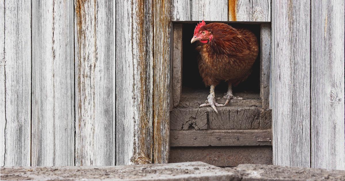 diy chicken coop cheap