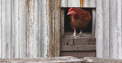 diy chicken coop cheap