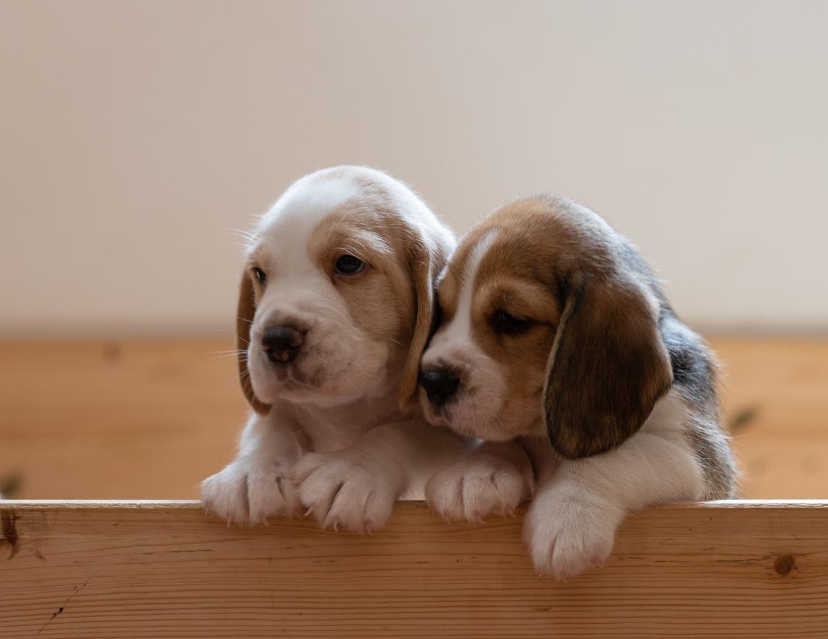 Two beagle puppies snuggling