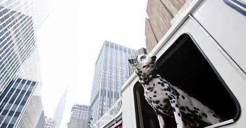 A Dalmatian stands in a fire truck at the FDNY event supporting "The 101 Dalmatians Musical" in New York City.