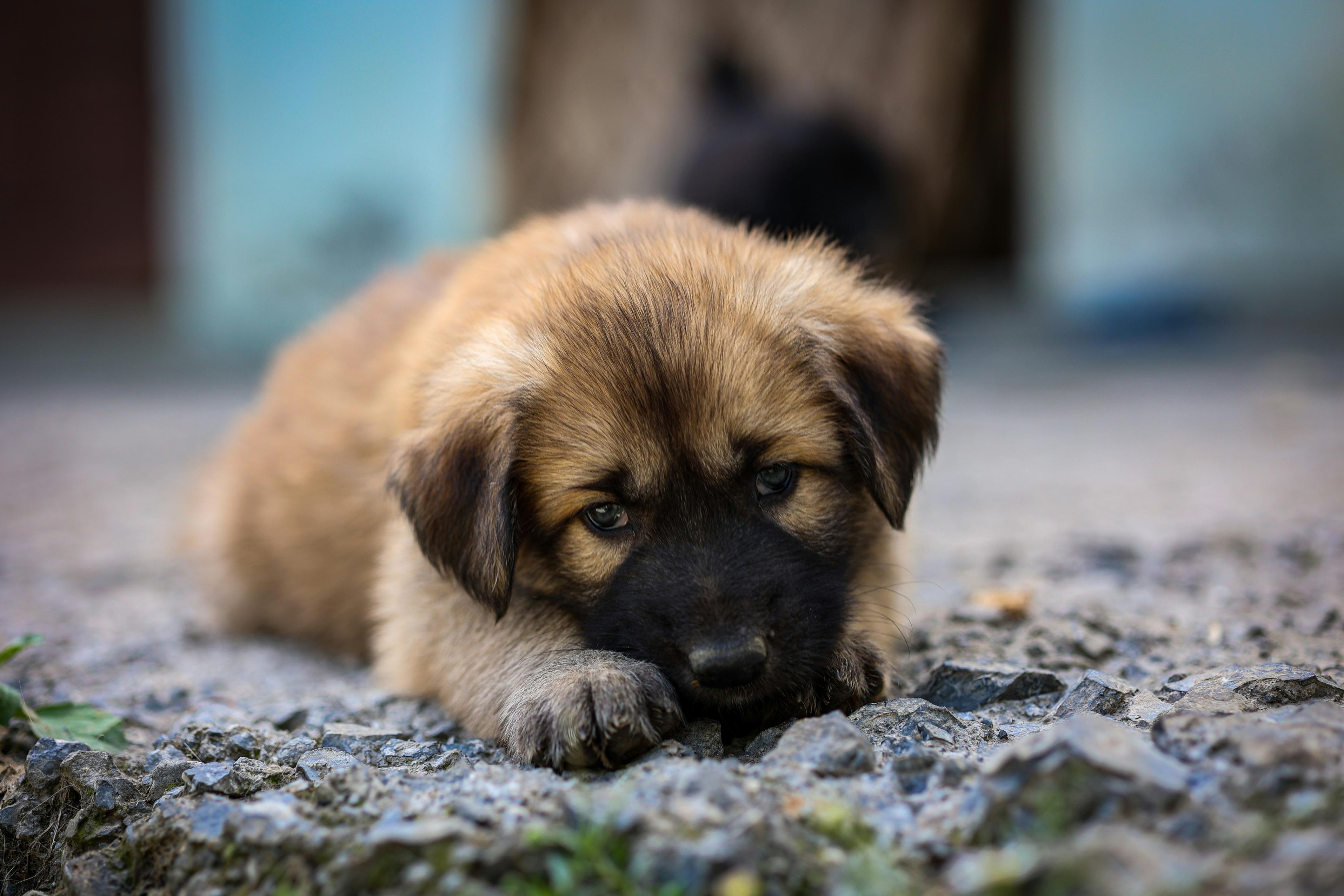 A puppy with tan and black fur lays on the carpet of a home.