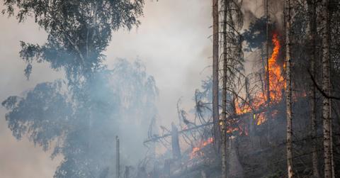 grey skies surround forest fire