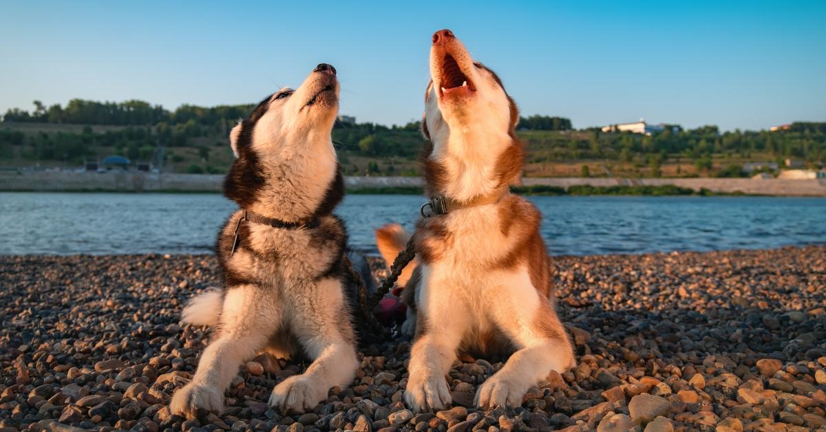 Two huskies howling. 