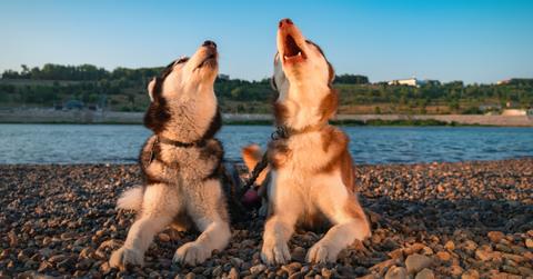Two huskies howling.