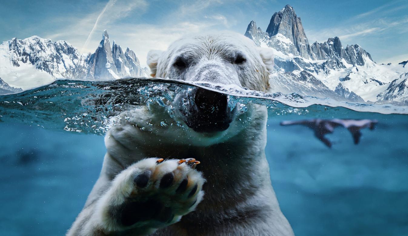 A polar bear is photographed half under the water and half exposed above the water, with snow-capped mountains behind it.