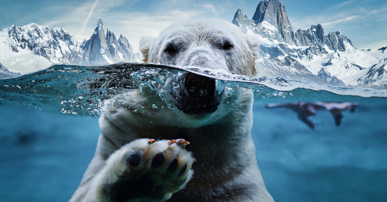Are There Polar Bears In Antarctica A Scientist Explains Are there polar bears in antarctica a scientist explains