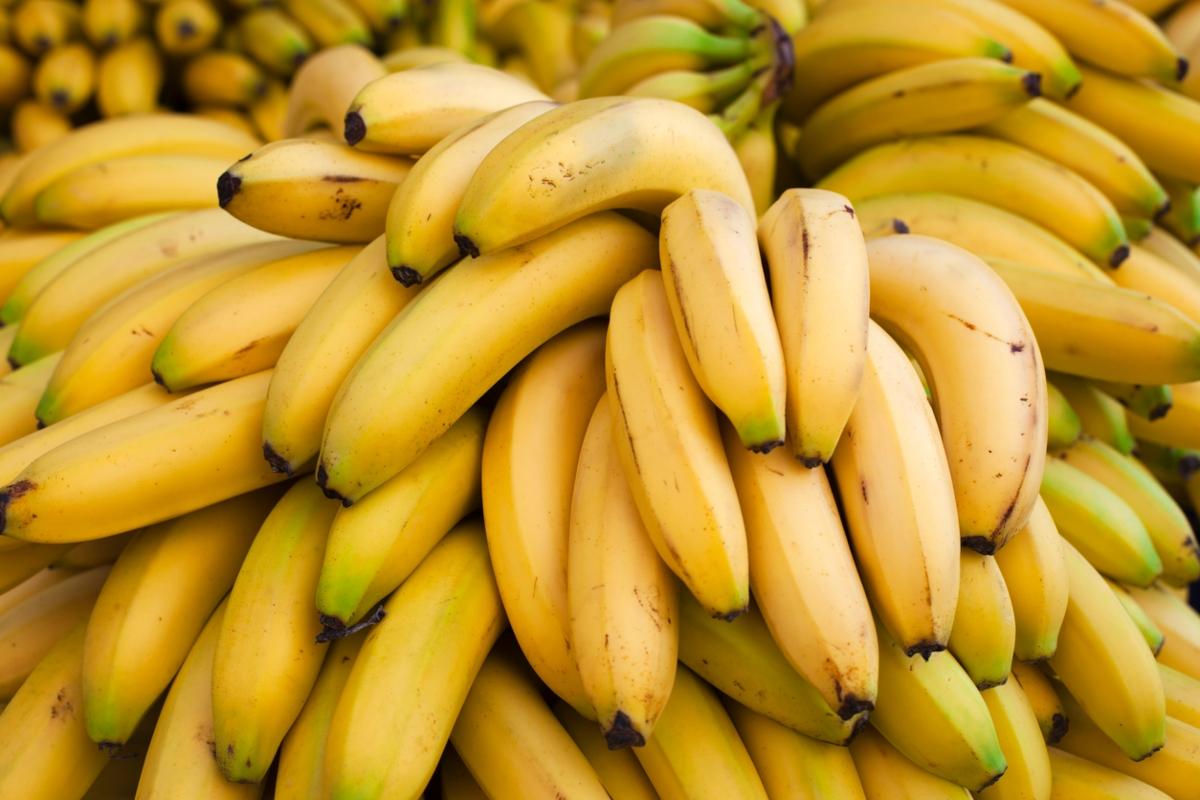 large pile of yellow bananas in bunches