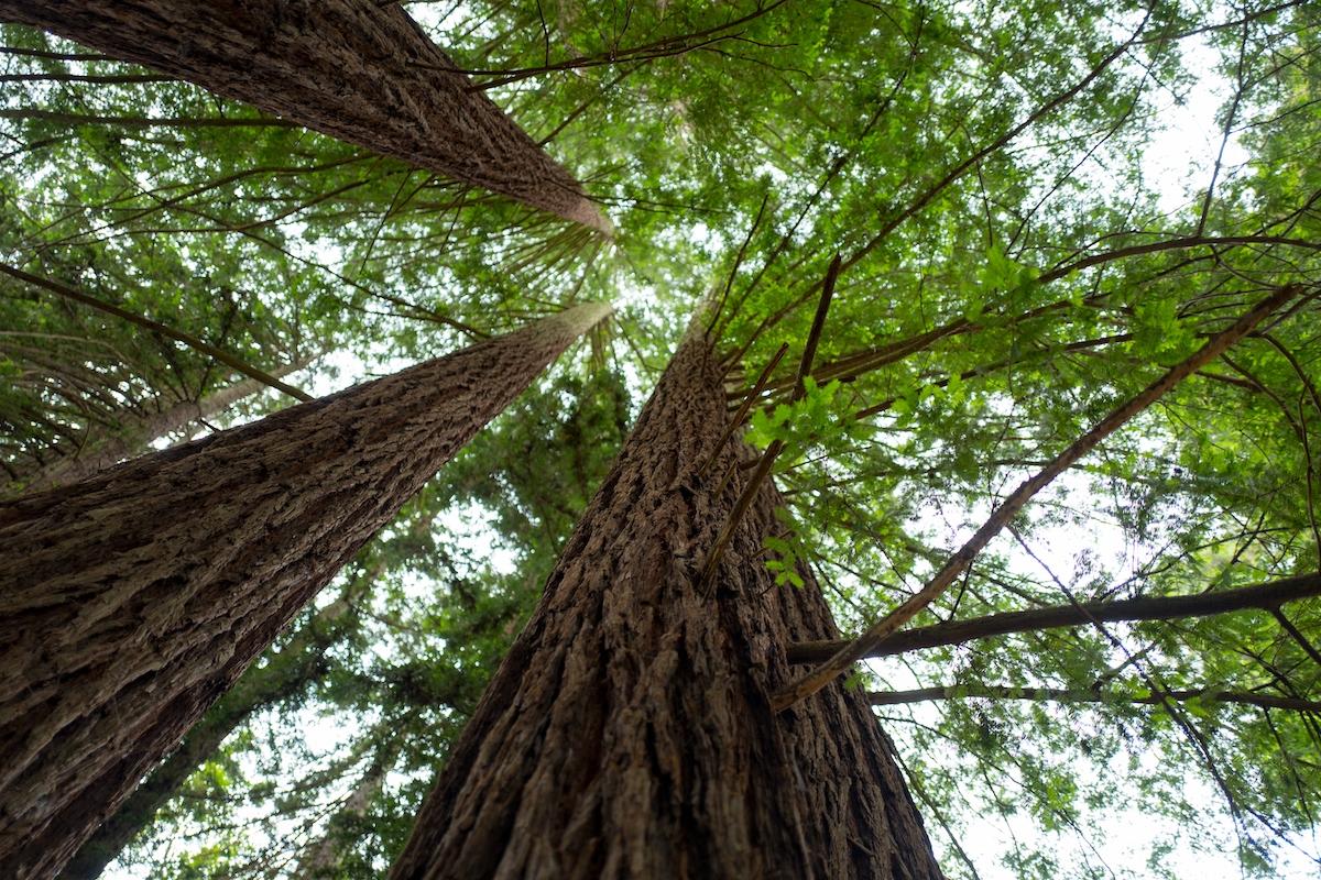 redwoods big sur native american tribe