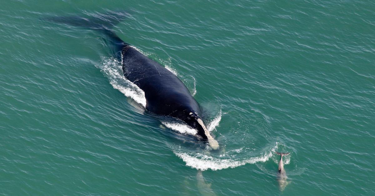 north atlantic right whale