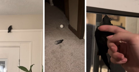 A woman shows some of the 22 birds that flew into her home