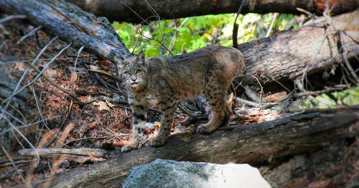 A bobcat blends into the background as it stands on a fallen tree in a wooded area