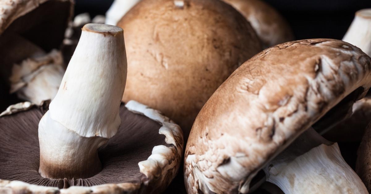 A close up of a bunch of portobello mushrooms after being harvested and cleaned. 