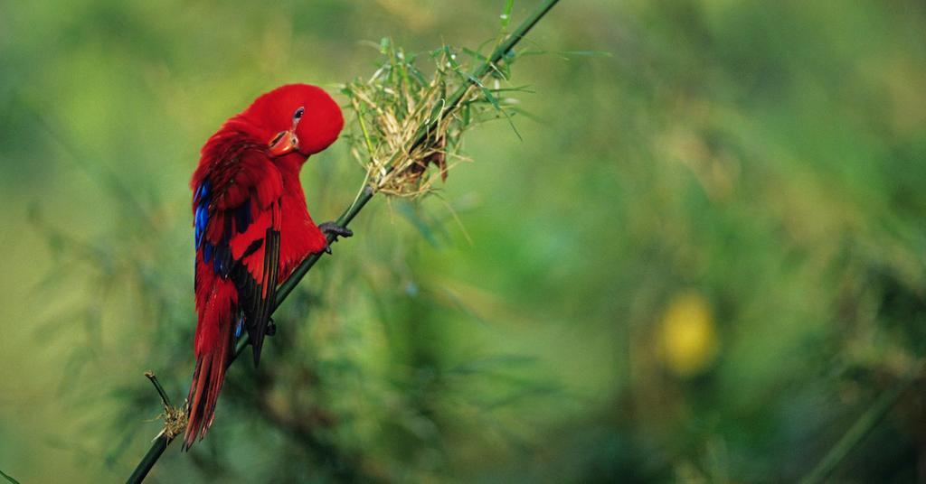 Bird Population Decline Has Left One in Eight Species Threatened
