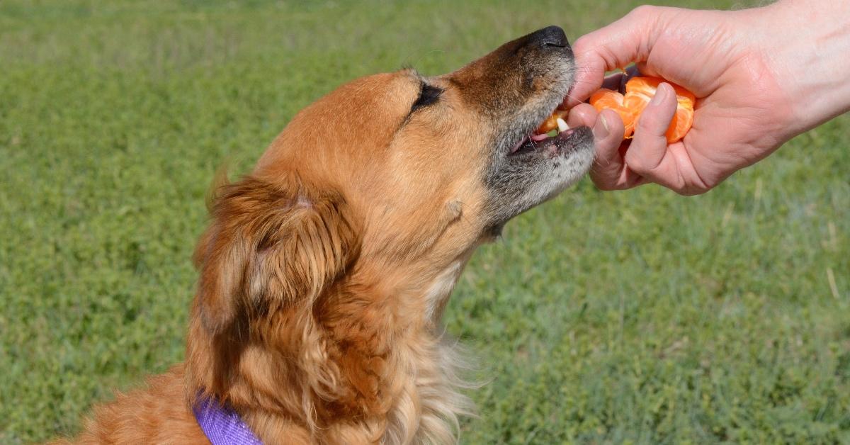 Dog eating a piece of orange out of someone's hand. 