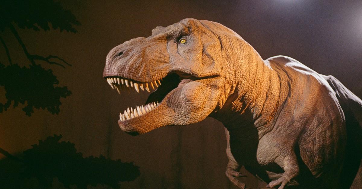 A T-Rex replica stands with his mouth open