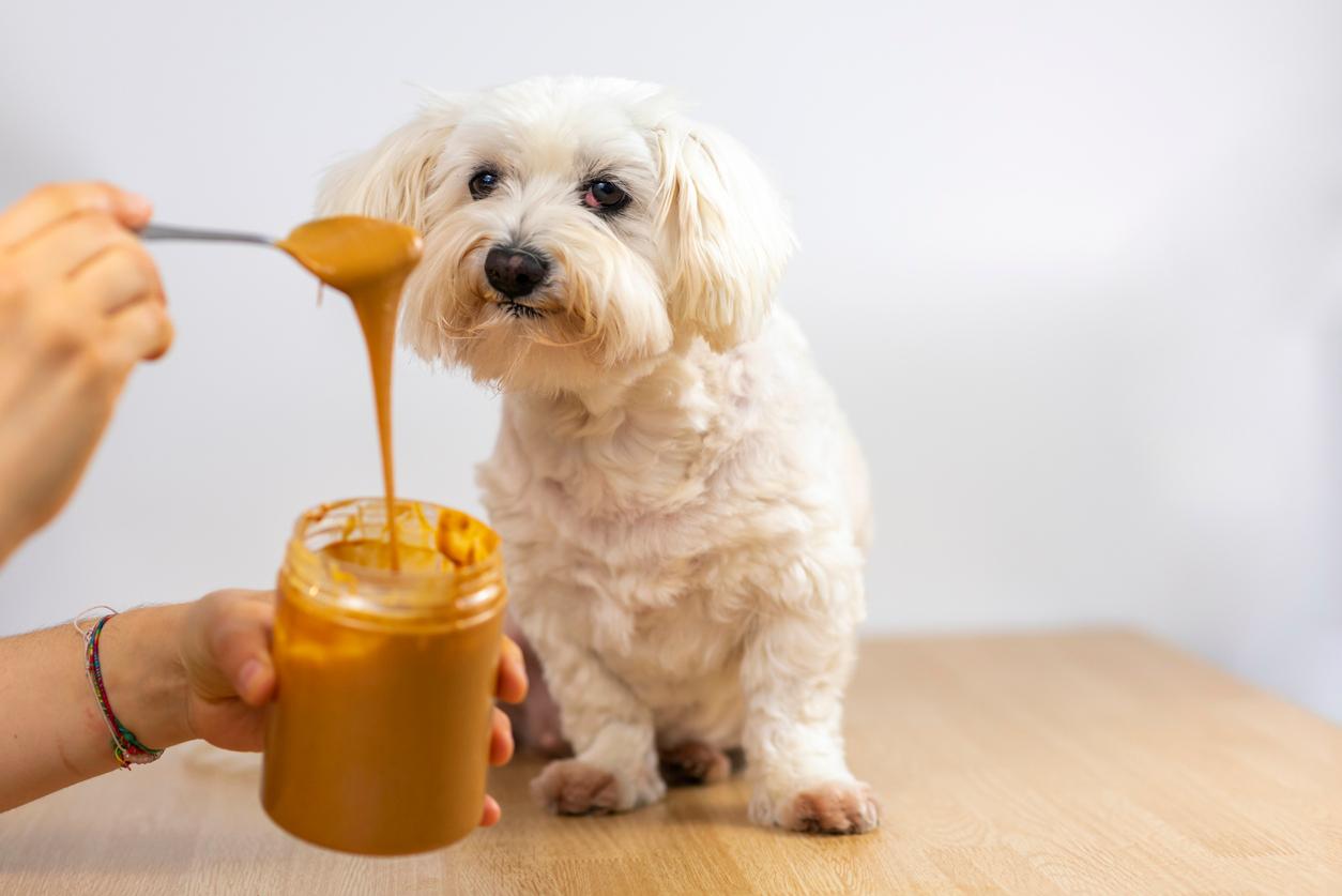 20 Toxic Foods Dogs Should Never Eat