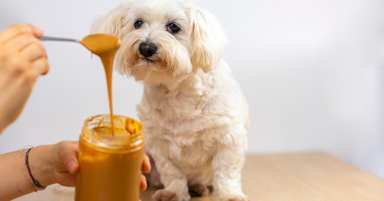20+ Foods Harmful to Dogs - Harmful Effects Of Apple Butter In Canine Health