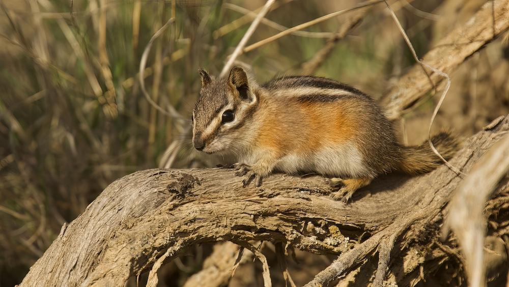 A Yellow-Pine Chipmunk sitting on a branch of a tree outdoors. 