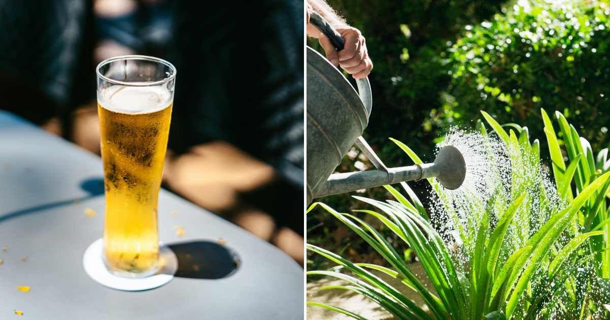 (L) Glass of cold beer on a table in an outdoor restaurant. (R) A person watering the plants in the garden. (Representative Cover Image Sources: Getty Images | (L) d3sign, (R) Erik Audras)