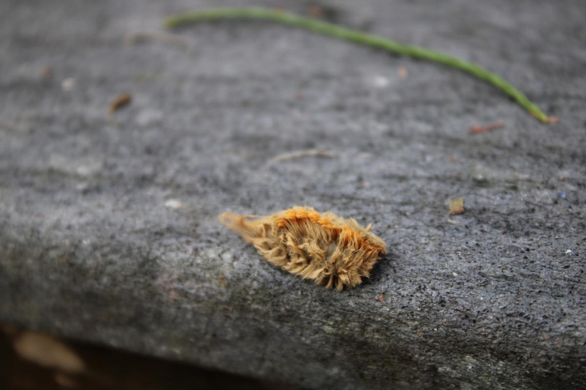 Hairy southern flannel moth caterpillar on gray background