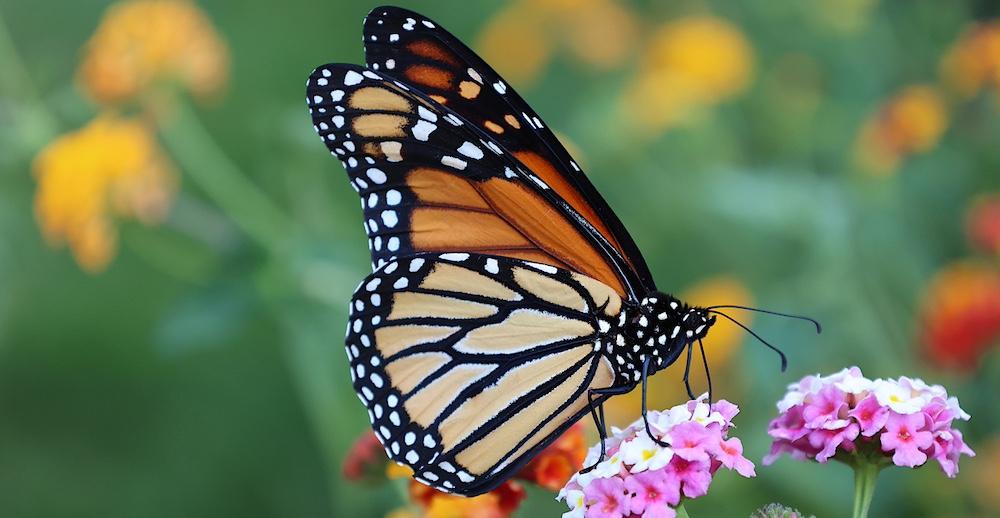 A monarch butterfly on a flower. 