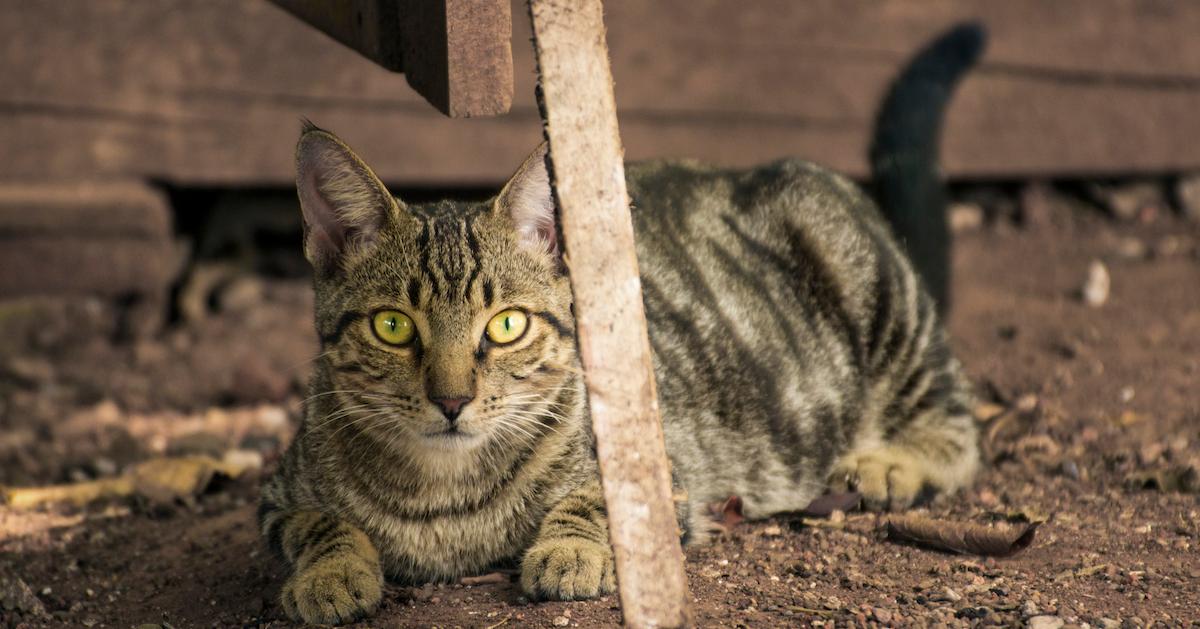 Keeping stray cats out of best sale your yard