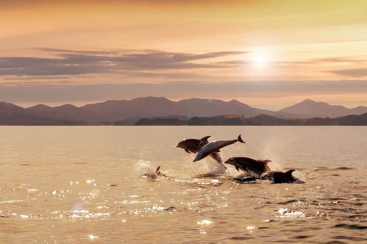 Dolphins are photographed leaping out of the water in the Bay of Islands in New Zealand.