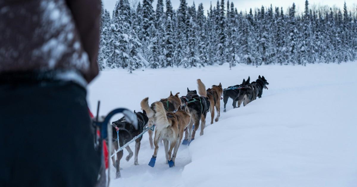 Dogs wearing booties run ahead of a sled, pulling the vehicle and its rider behind them