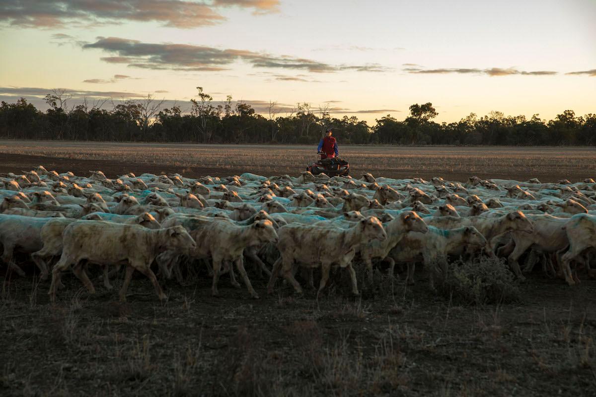 A herd of sheep