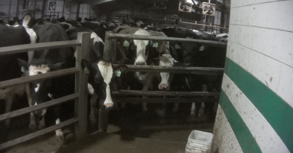 Fairlife Milk Why Animal Abuse Investigation Prompted Boycotts