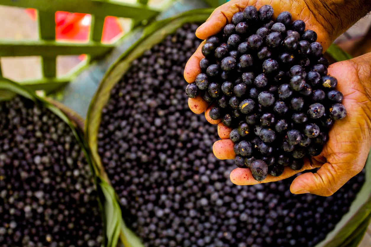 A person's hands hold many açaí berries above green buckets of açaí berries.