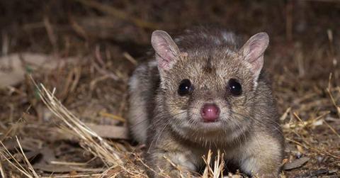 A close-up picture of a northern quoll (Cover Image Source: Australian Wildlife Conservancy | Brad Leue)