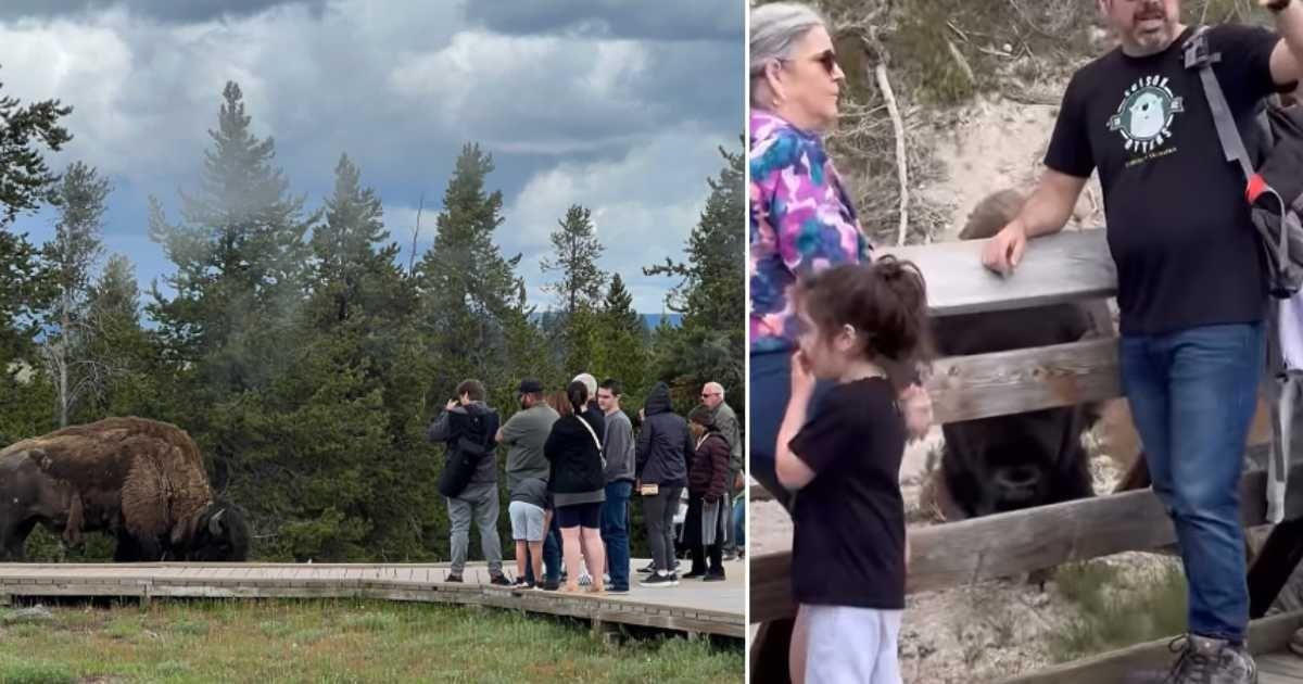 Screenshots showing tourists dangerously close to a bison at Yellowstone National Park. (Cover Image Source: Instagram | Photo by @touronsofyellowstone)