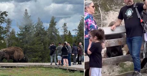 Screenshots showing tourists dangerously close to a bison at Yellowstone National Park. (Cover Image Source: Instagram | Photo by @touronsofyellowstone)