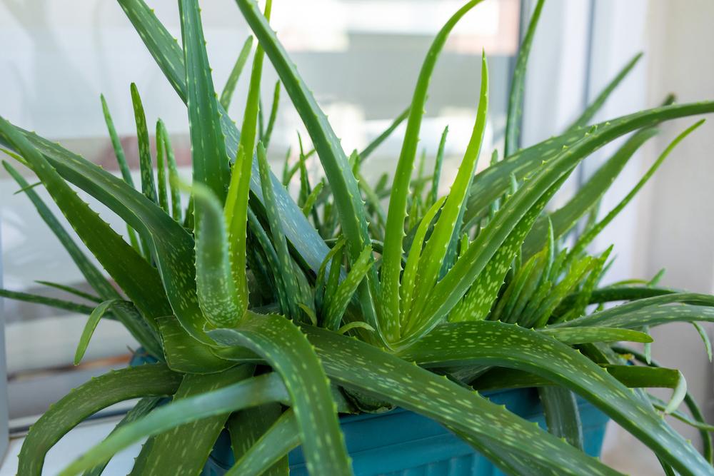 Aloe vera plants.