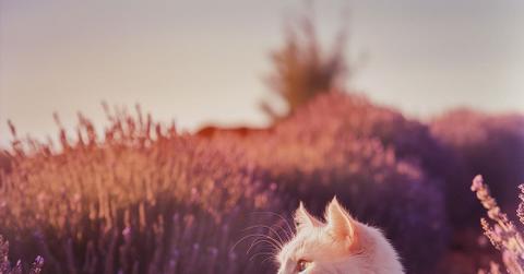 A cat is depicted laying in a field of lavender plants.