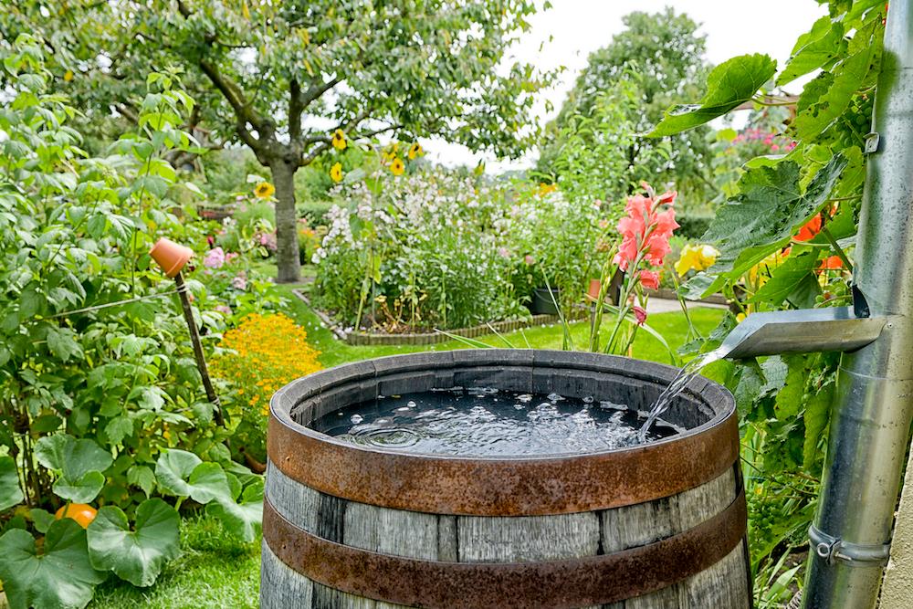 A rain barrel in a garden.