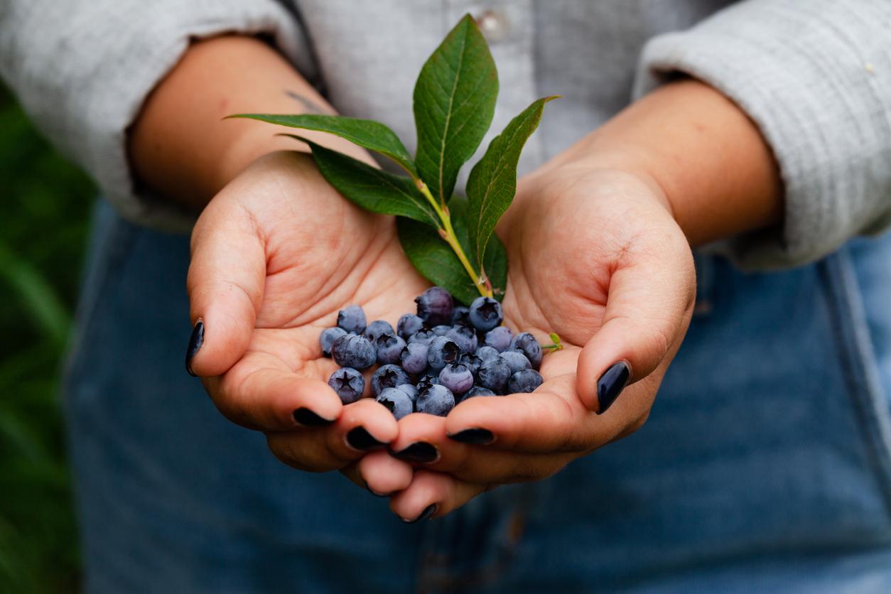 A farmer holds a bunch of blueberries in her hands beside a leaf.