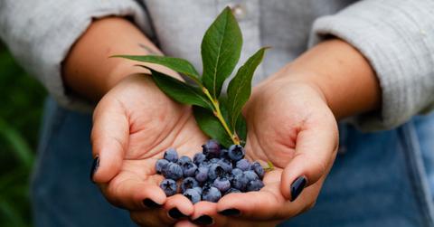 A farmer holds a bunch of blueberries in her hands beside a leaf.