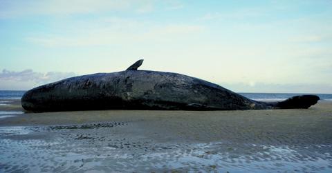 Beached Whale