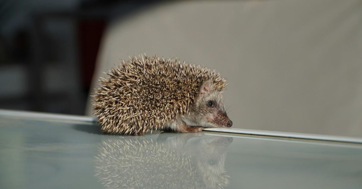 A hedgehog basks in the sun while sitting on top of a patio table