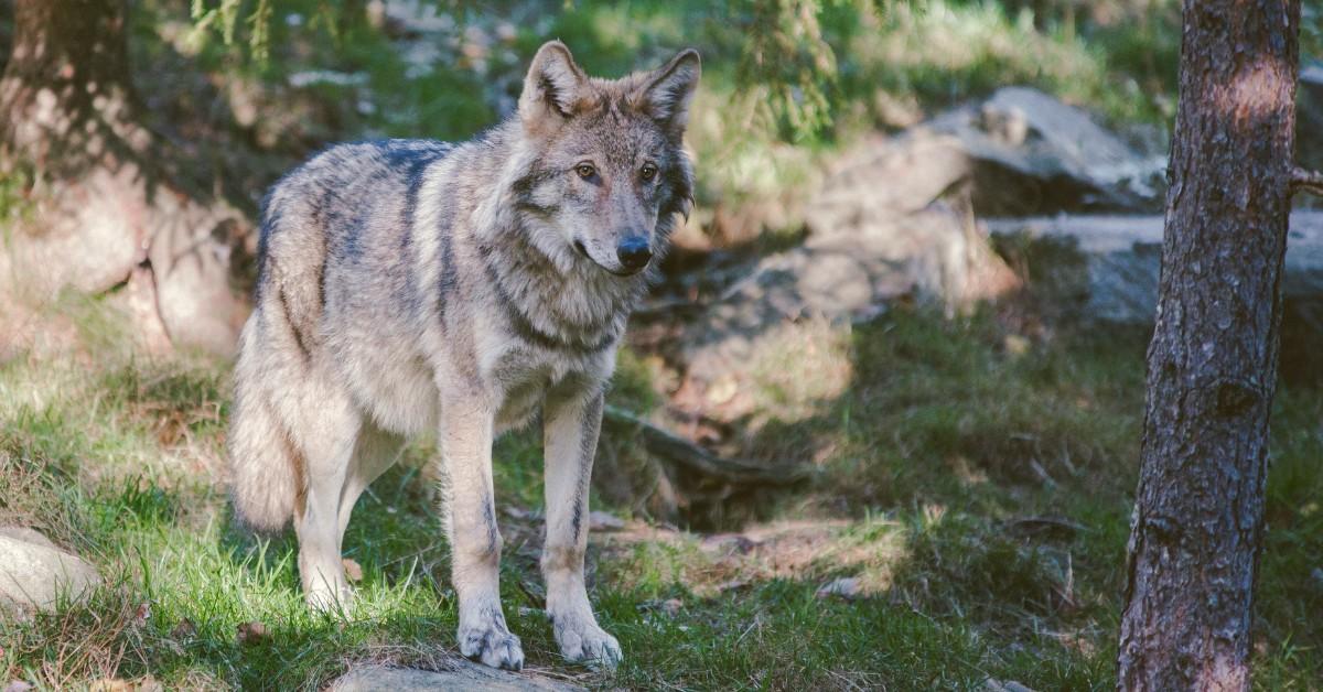 A Poacher Is Believed To Have Killed a Beloved Yellowstone Wolf