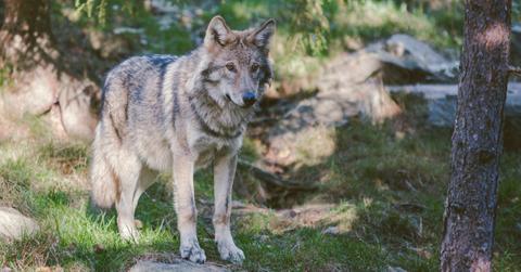A gray wolf stands in the grass