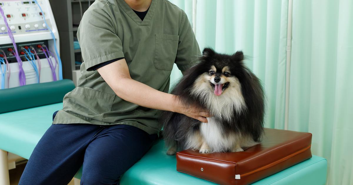 Pomeranian smiling, receiving chiropractic treatment from a man wearing scrubs, on table at vet's office