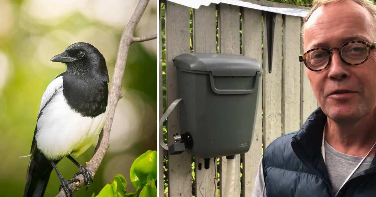 (L) Gorgeous black-and-white magpie on a branch. (Representative Cover Image Source: (L) Pexels | Danill Komov) (R) Scientist Hans Forsberg explaining his innovative bird-feeder 'BirdBox' (Cover Image Source: YouTube | @LabbHasse)