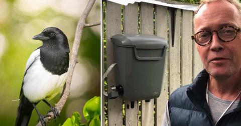 (L) Gorgeous black-and-white magpie on a branch. (Representative Cover Image Source: (L) Pexels | Danill Komov) (R) Scientist Hans Forsberg explaining his innovative bird-feeder 'BirdBox' (Cover Image Source: YouTube | @LabbHasse)