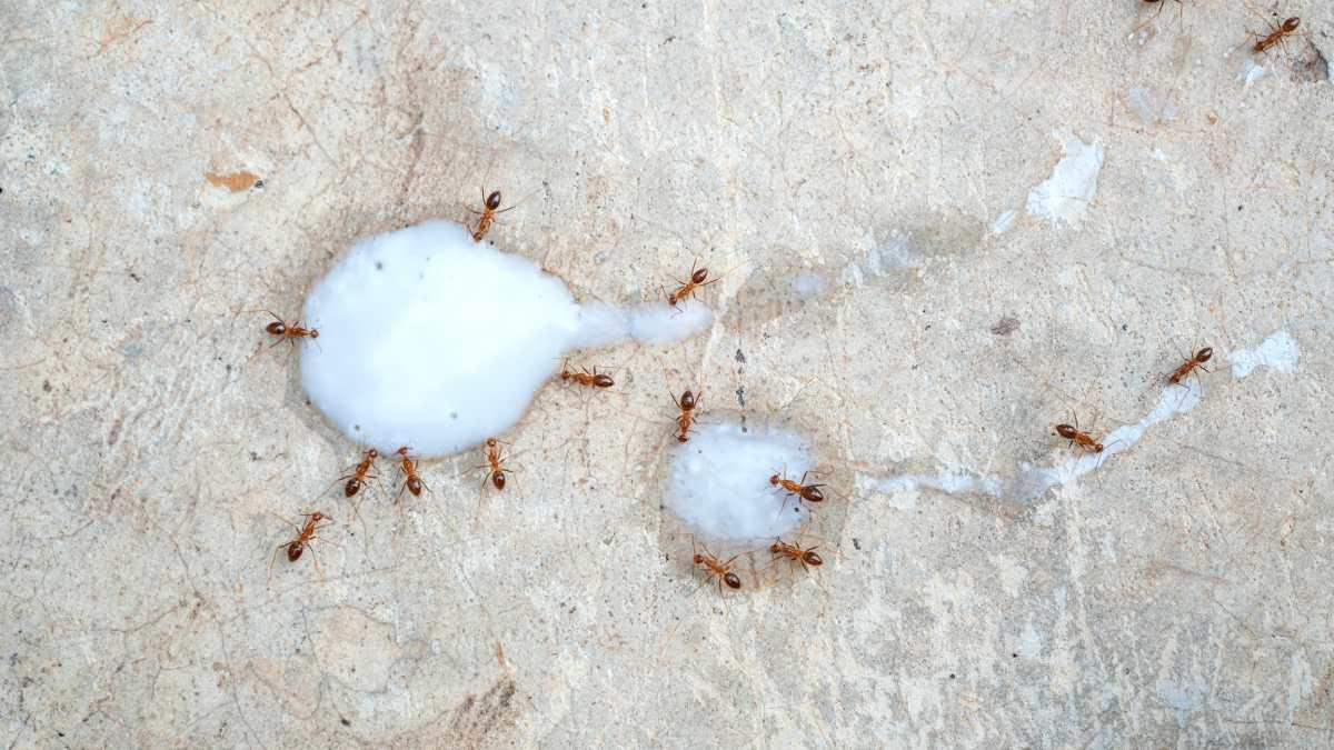 pn/bebec e d c fbdcc