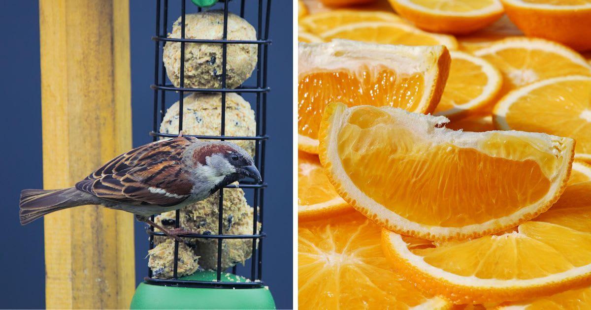 (L) A sparrow on a bird feeder. (R) Slice orange slices. (Representative Cover Image Source: Pexels | (L) Ilo Frey, (R) ArWeltAtty Attila)